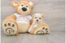Petite Maltipoo Poodle Mix Pup