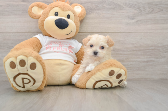 Petite Maltipoo Poodle Mix Pup