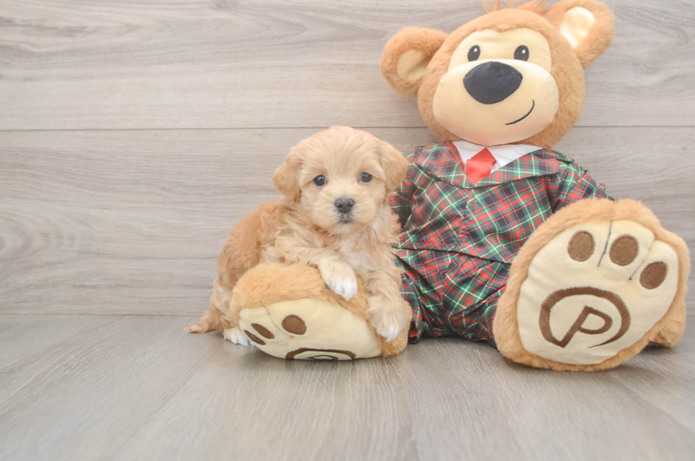 7 week old Maltipoo Puppy For Sale - Premier Pups