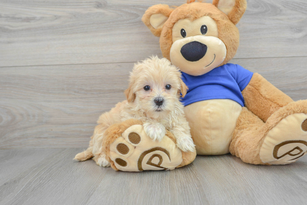 Maltipoo Pup Being Cute