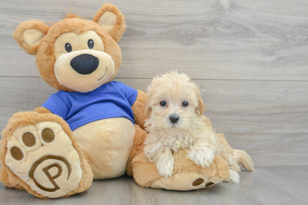 Hypoallergenic Maltese Poodle Poodle Mix Puppy