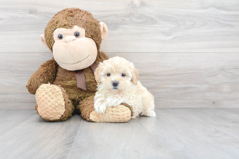 Smart Maltipoo Poodle Mix Pup