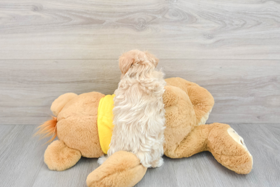 Funny Maltipoo Poodle Mix Pup