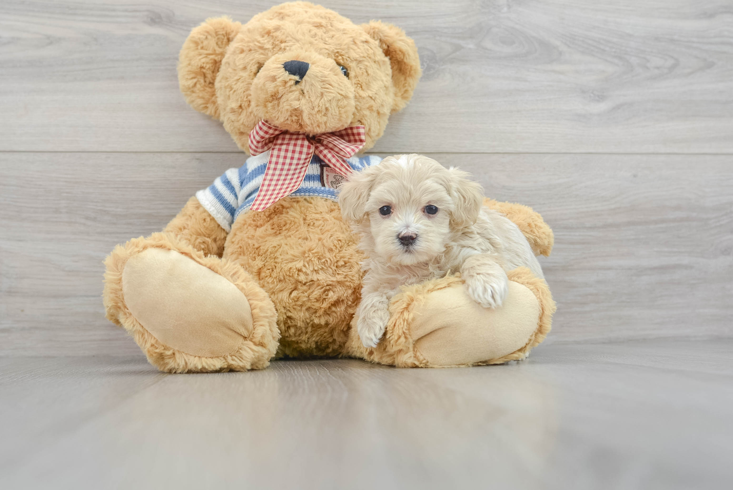 Best Maltipoo Baby