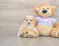 8 week old Maltipoo Puppy For Sale - Premier Pups