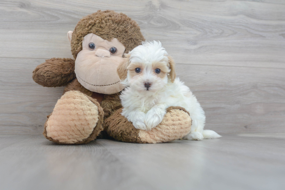 Popular Maltipoo Poodle Mix Pup