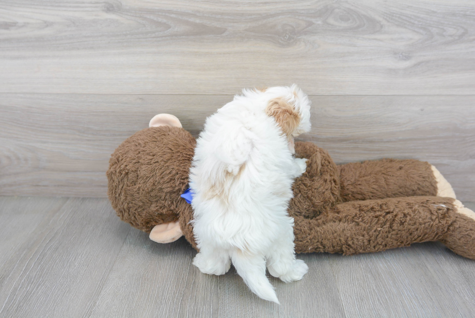 Maltipoo Puppy for Adoption