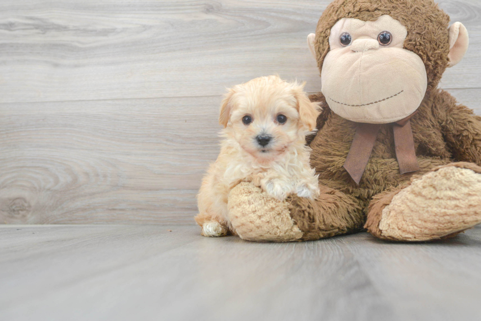 Small Maltipoo Baby