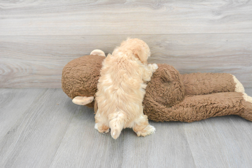 Maltipoo Puppy for Adoption