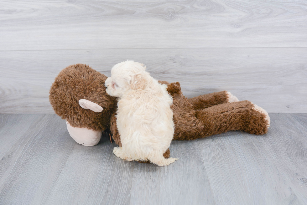 Little Maltese Poodle Poodle Mix Puppy