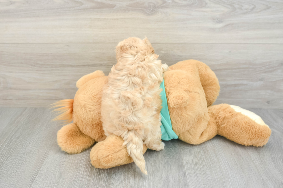 Maltipoo Pup Being Cute