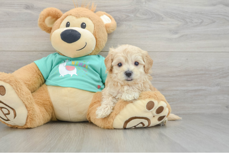 Maltipoo Pup Being Cute
