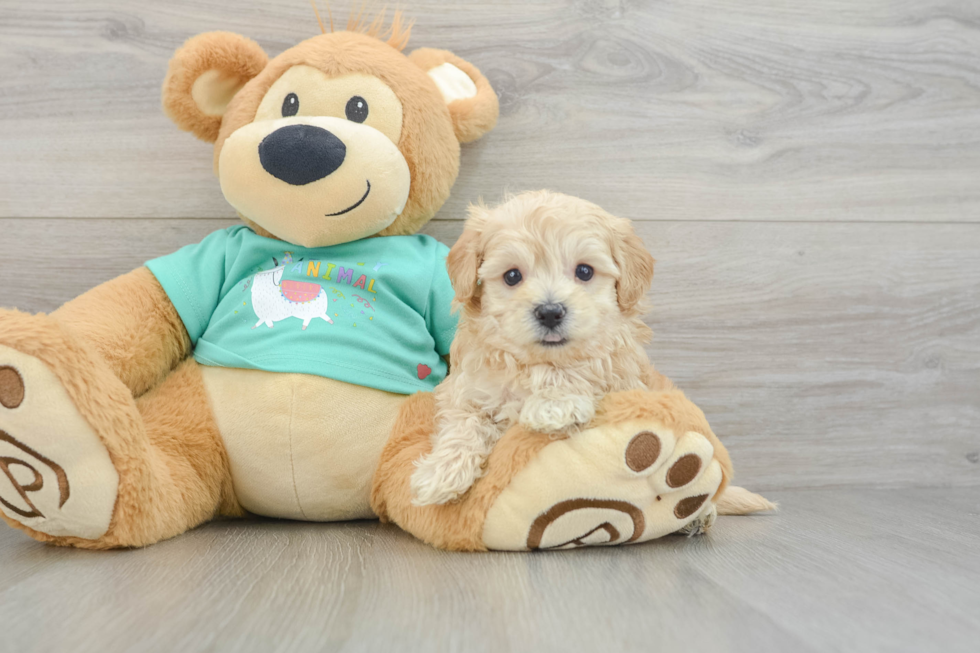 Maltipoo Pup Being Cute