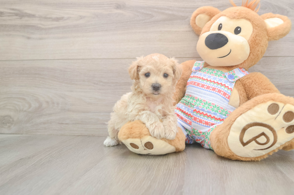 5 week old Maltipoo Puppy For Sale - Premier Pups