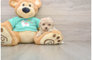 Maltipoo Puppy for Adoption