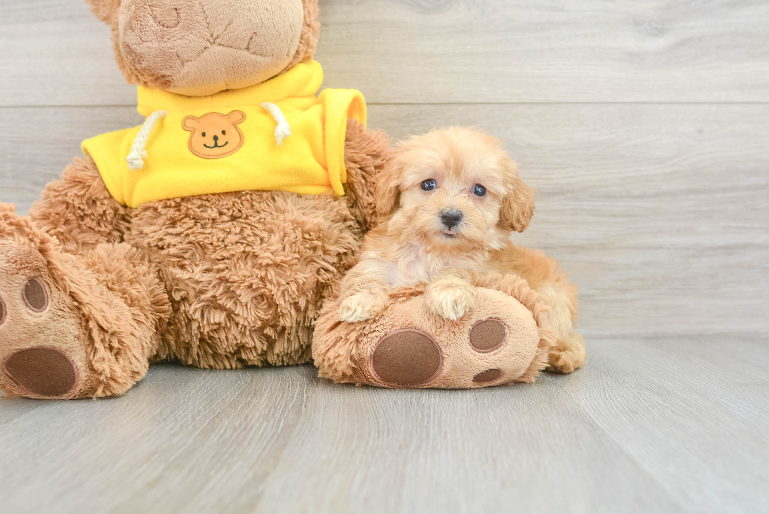 Funny Maltipoo Poodle Mix Pup