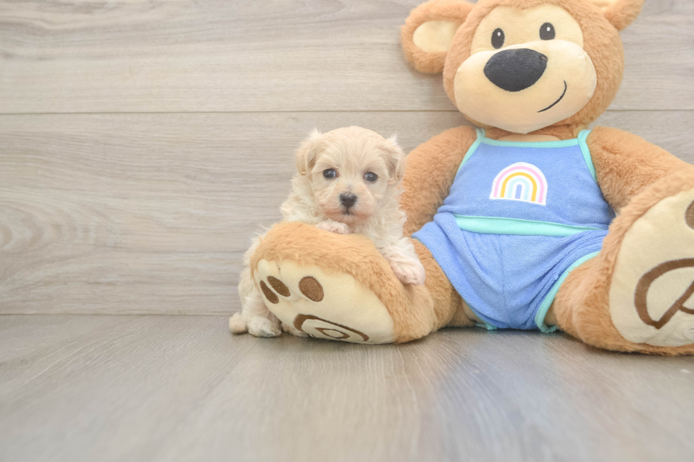 Energetic Maltese Poodle Poodle Mix Puppy