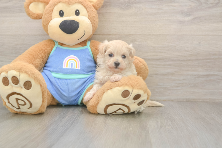 Maltipoo Puppy for Adoption