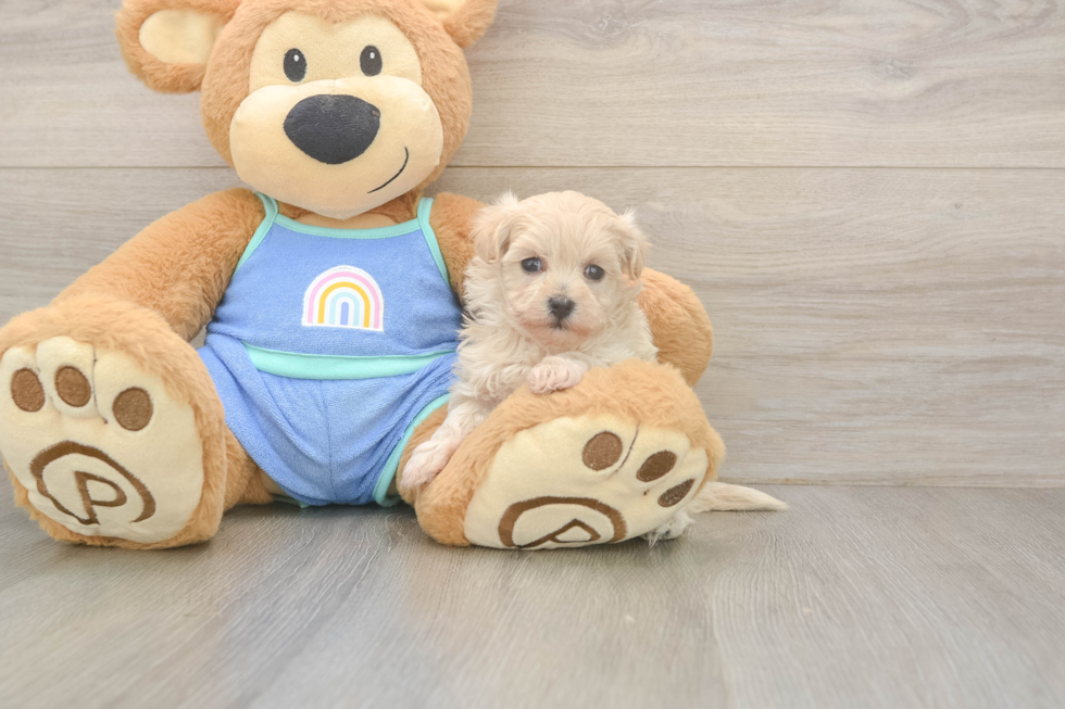 Maltipoo Puppy for Adoption