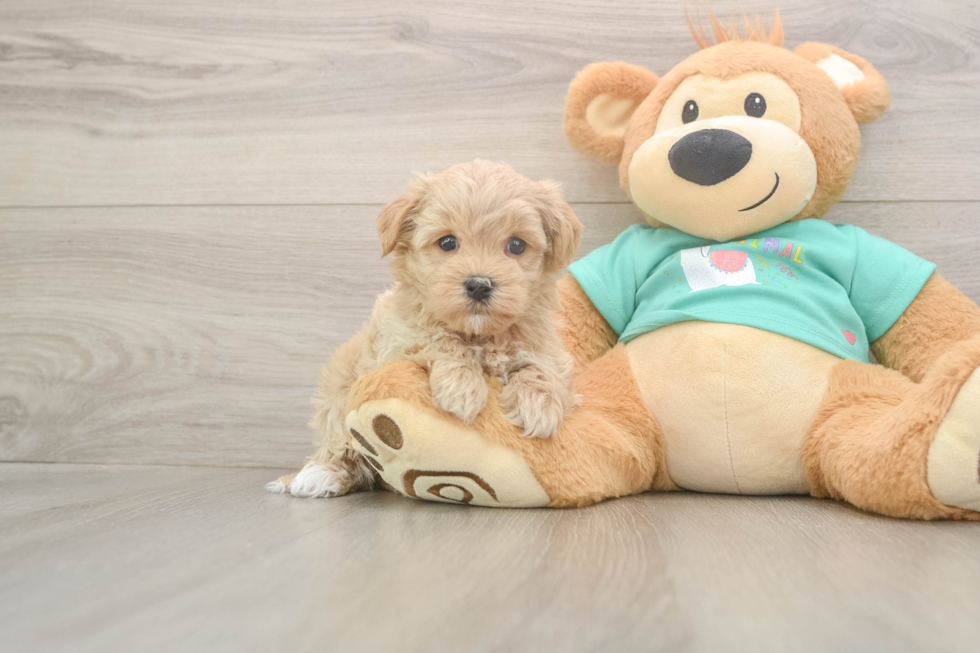 Maltipoo Pup Being Cute