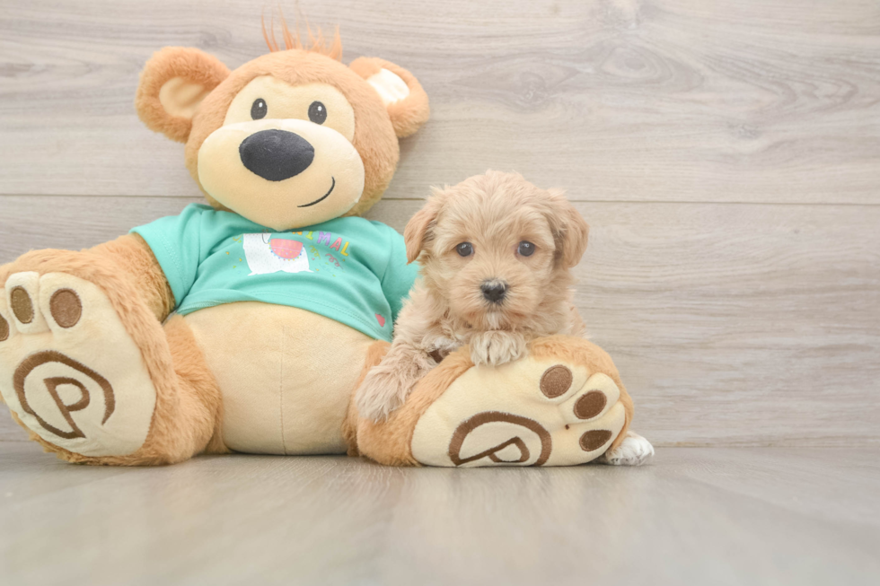 Petite Maltipoo Poodle Mix Pup