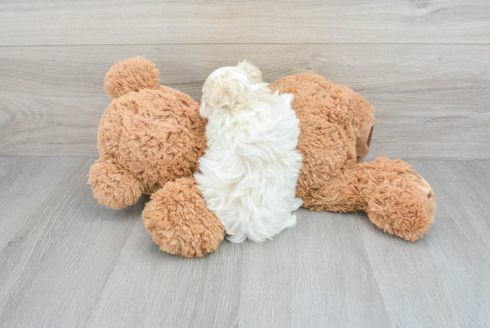 Maltipoo Puppy for Adoption