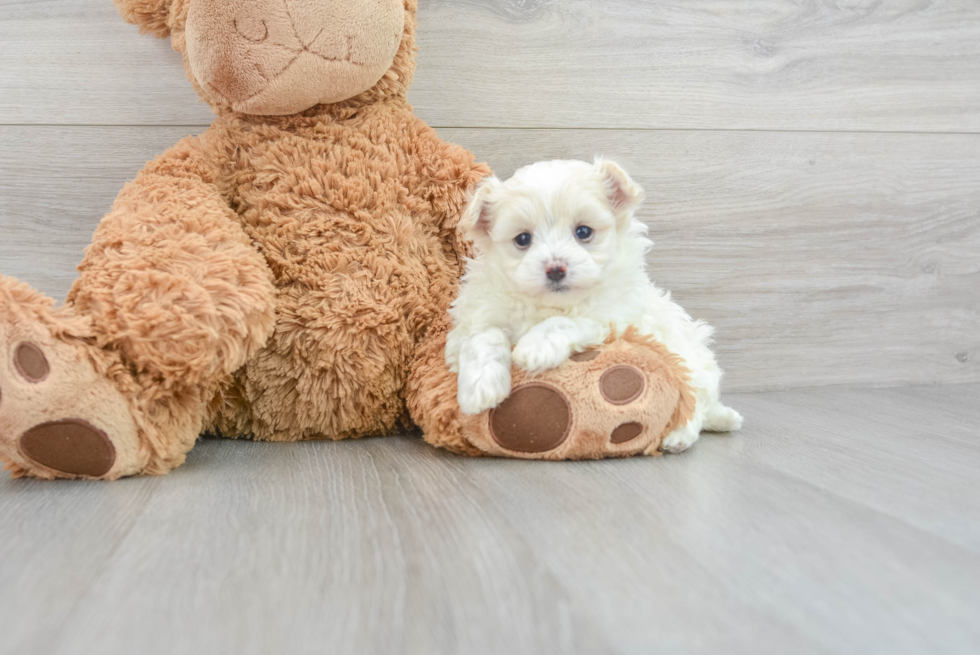 Smart Maltipoo Poodle Mix Pup