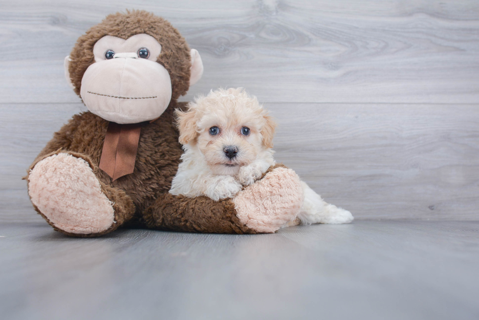 Energetic Maltepoo Poodle Mix Puppy