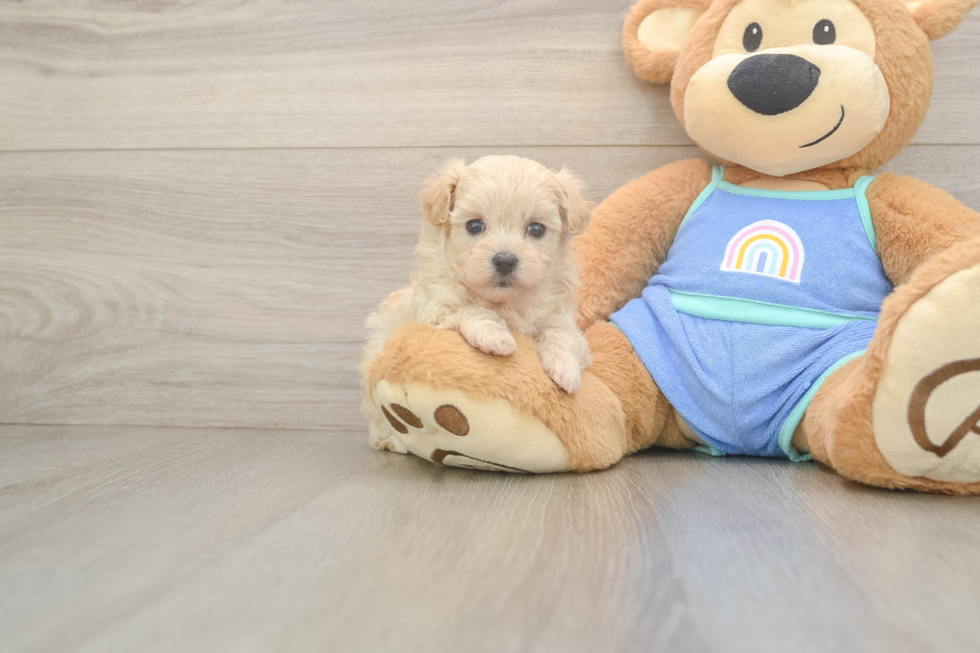 Hypoallergenic Maltese Poodle Poodle Mix Puppy