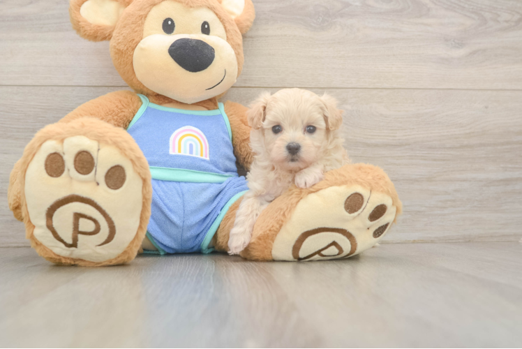 Sweet Maltipoo Baby