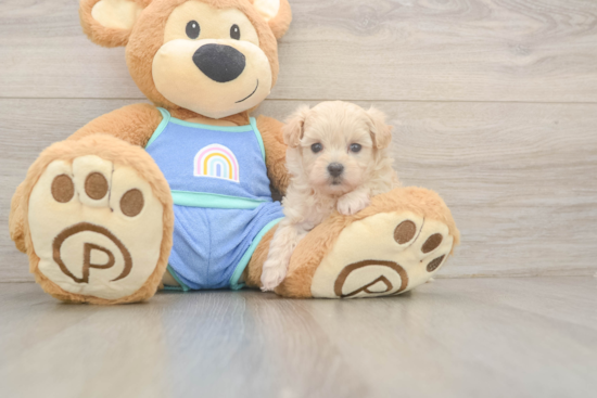 Sweet Maltipoo Baby