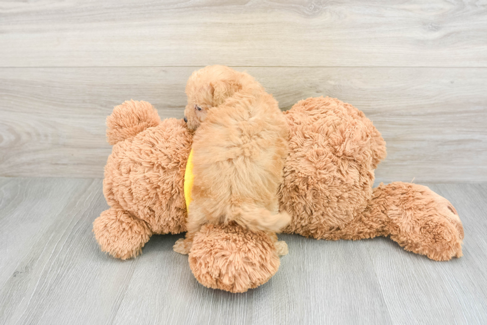 Petite Maltipoo Poodle Mix Pup