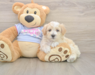 9 week old Maltipoo Puppy For Sale - Premier Pups