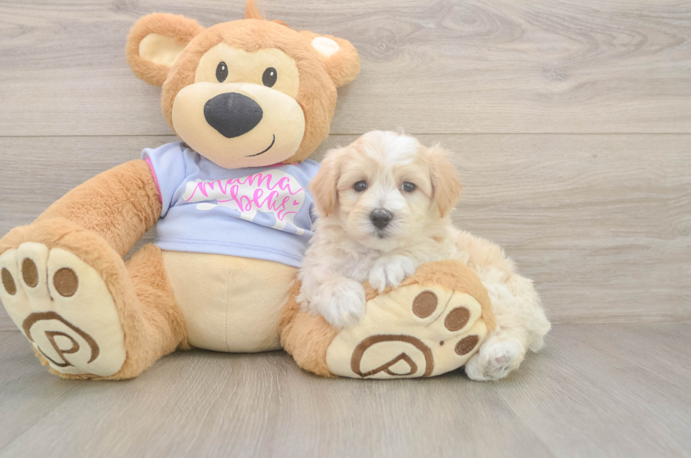 9 week old Maltipoo Puppy For Sale - Premier Pups