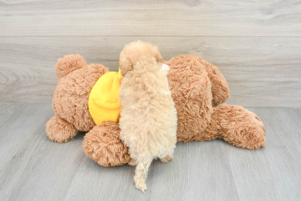 Smart Maltipoo Poodle Mix Pup