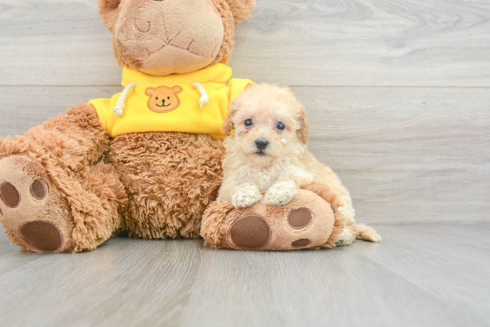 Best Maltipoo Baby