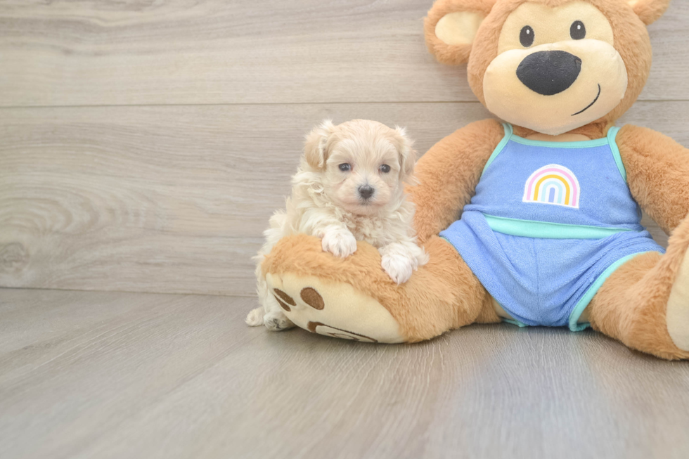 Maltipoo Puppy for Adoption