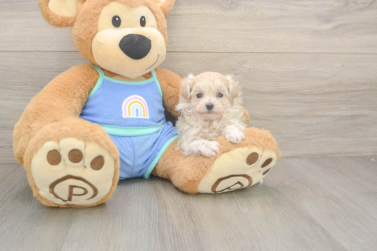 Best Maltipoo Baby