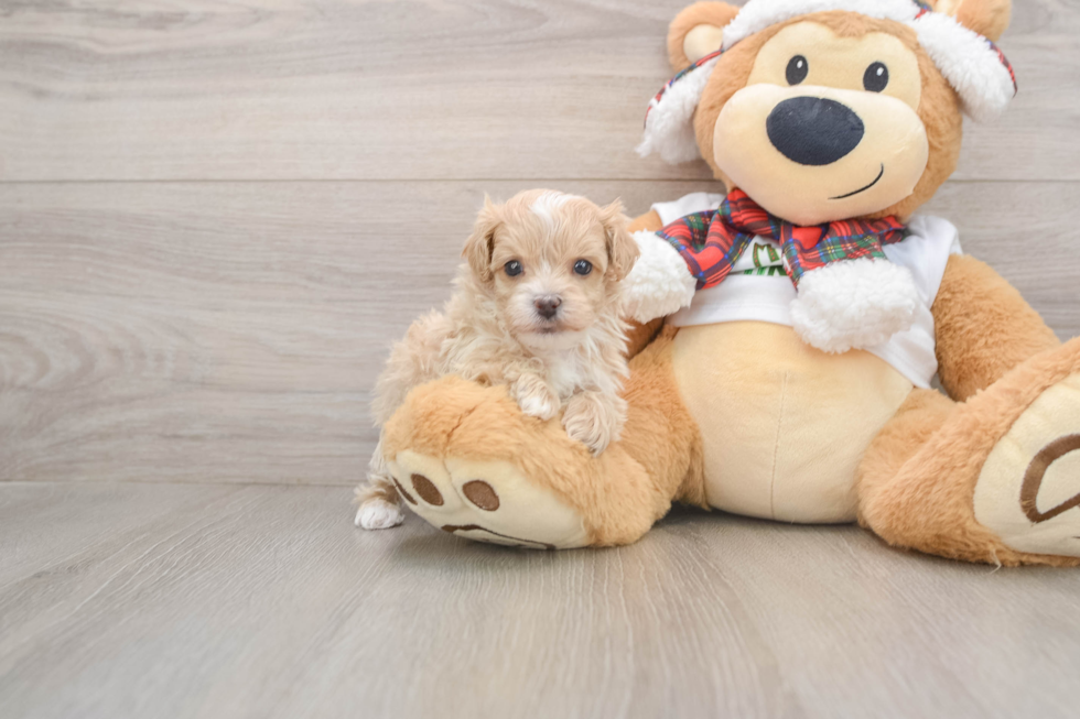 Maltipoo Pup Being Cute