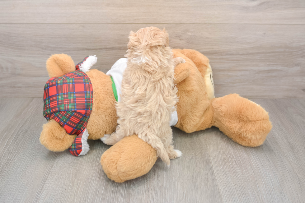 Maltipoo Pup Being Cute