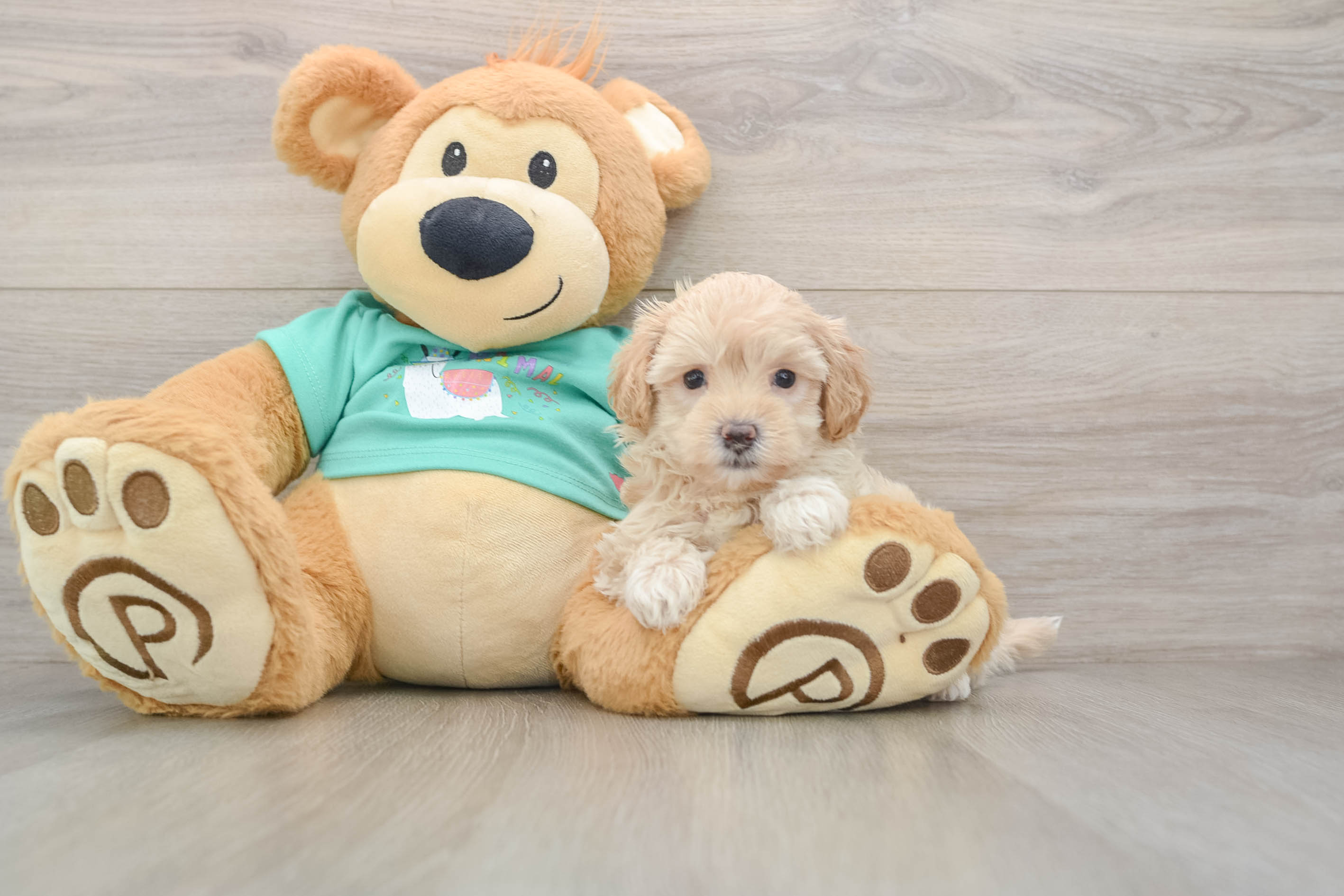Maltipoo Puppy for Adoption