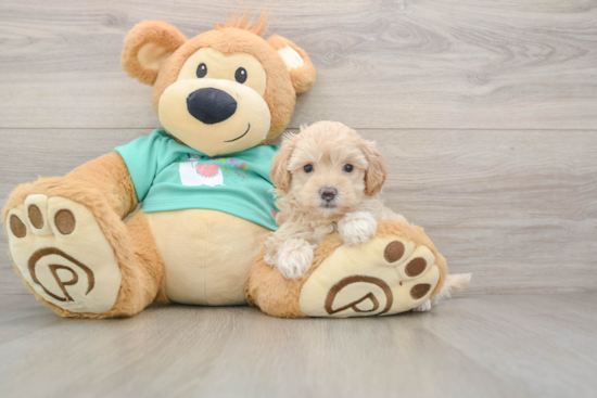 Maltipoo Puppy for Adoption