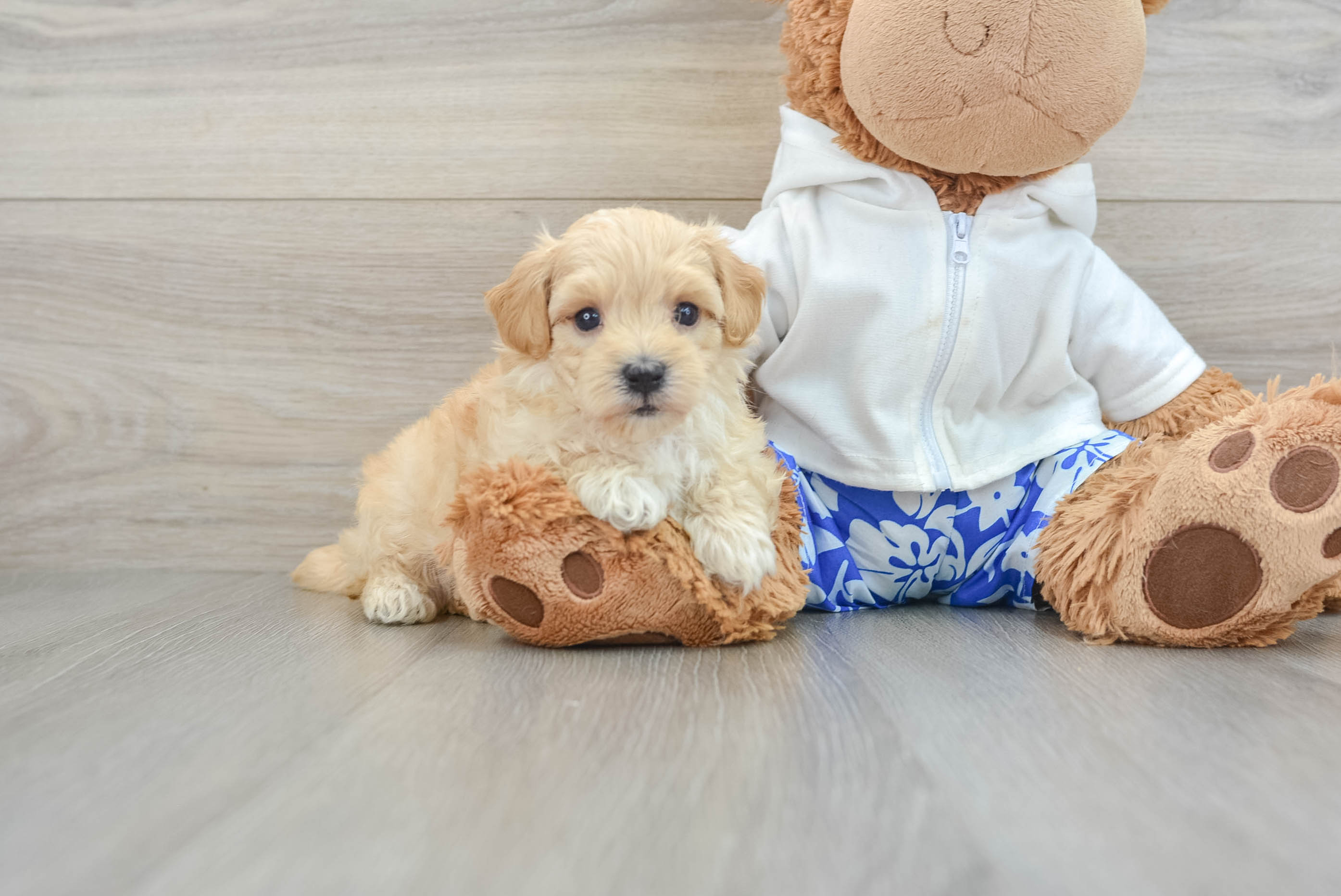 Smart Maltipoo Poodle Mix Pup