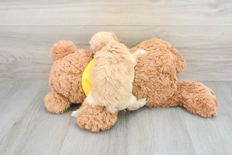 Maltipoo Pup Being Cute