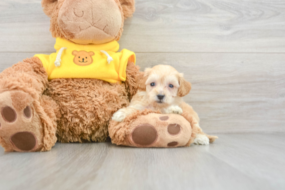 Maltipoo Pup Being Cute