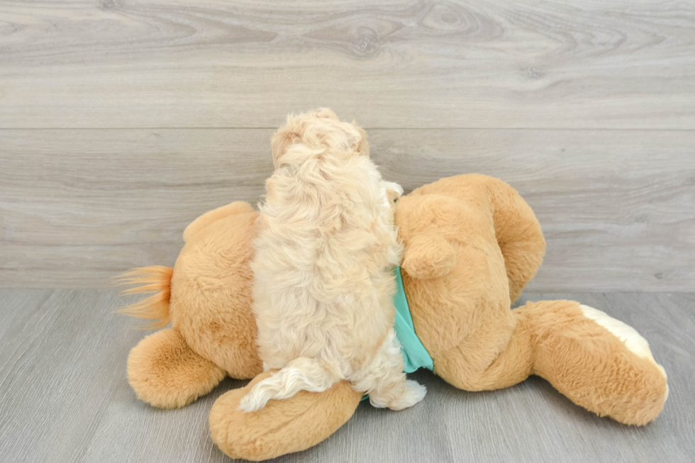 Maltipoo Puppy for Adoption