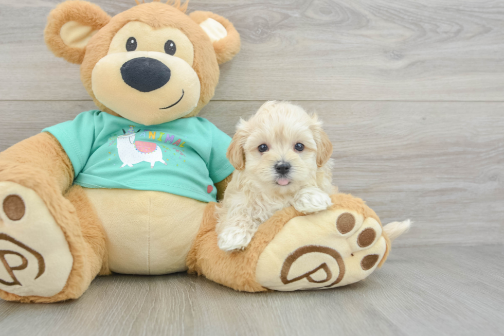 Best Maltipoo Baby