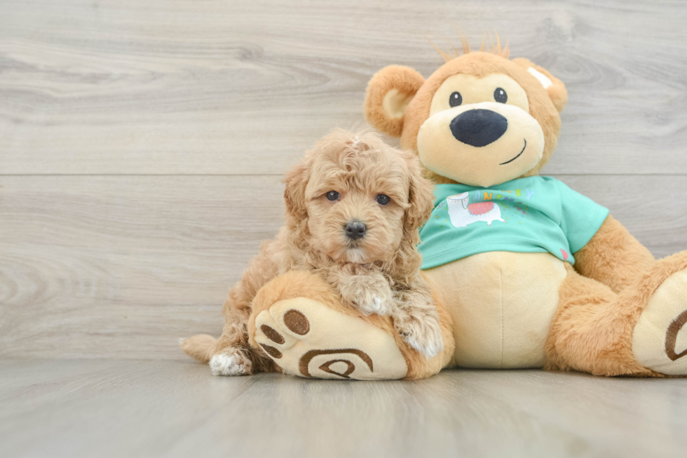 Playful Malt a Poo Poodle Mix Puppy