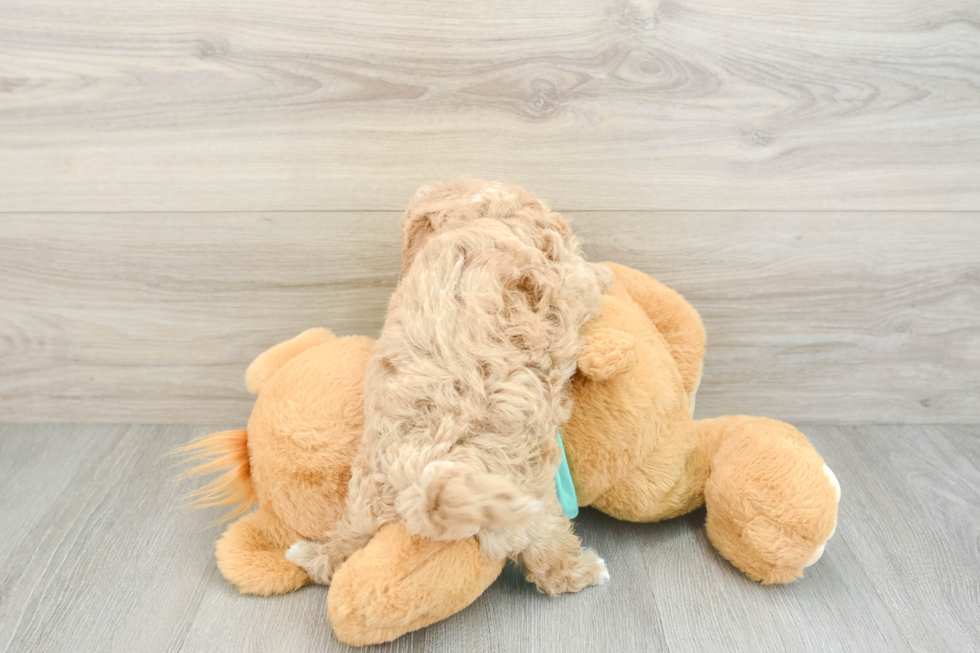 Maltipoo Puppy for Adoption