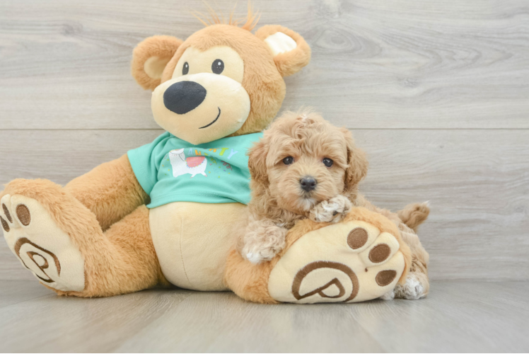 Smart Maltipoo Poodle Mix Pup